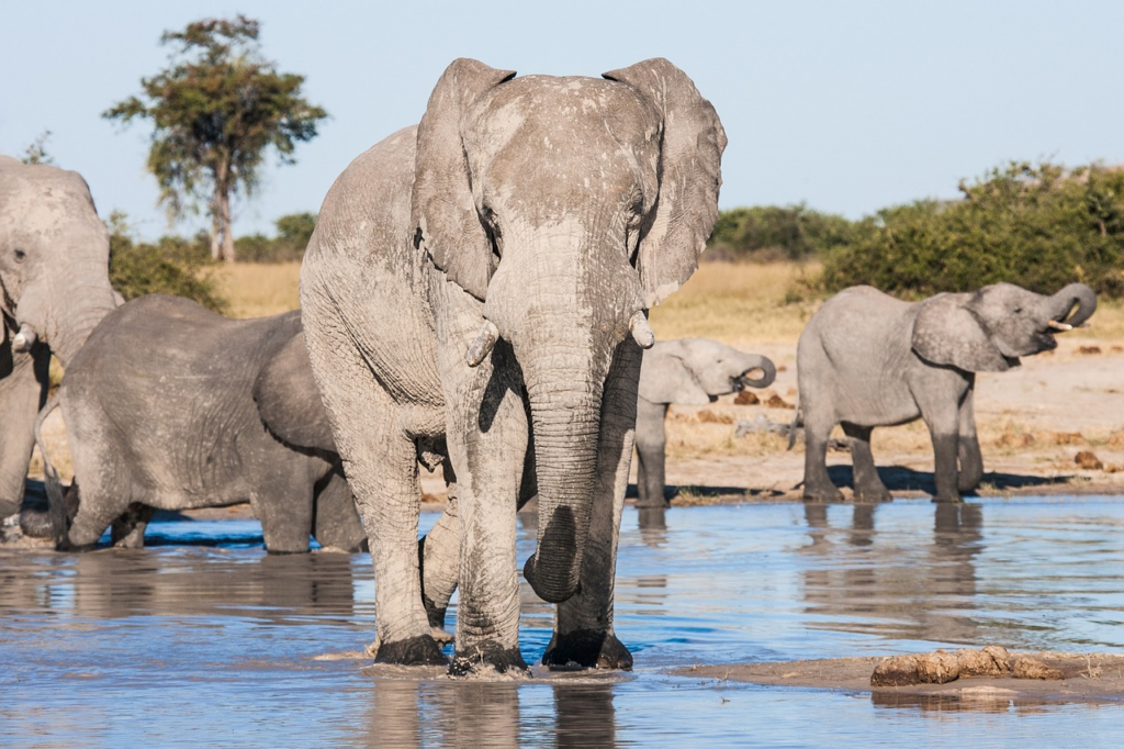 Chobe olifant in rivier