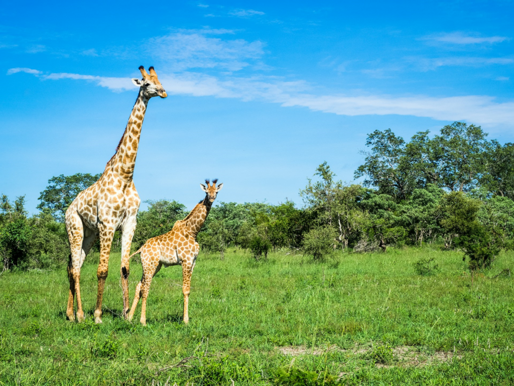 giraffe baby giraffe afrika safari