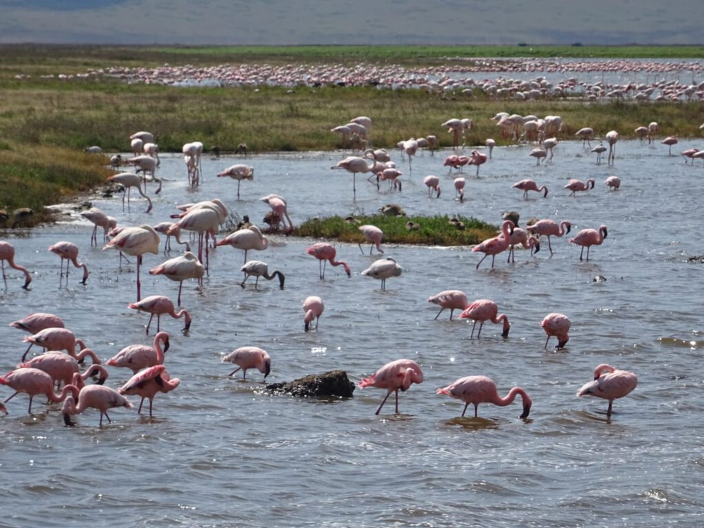 Flamingo ervaring reisorganisatie kenia tanzania safari