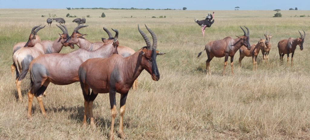 kudde ervaring safari welke reisorganisatie kenia tanzania