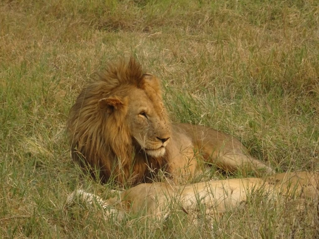 leeuwen in gras ervaring reisorganisatie safari kenia tanzania