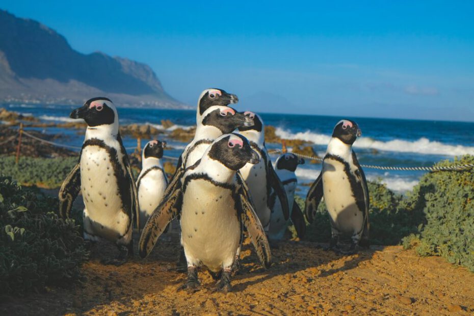 Rondreis ZuidAfrika 2 weken pinguins